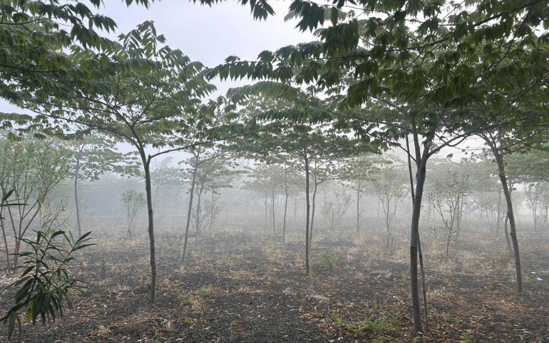 Cherry Forest